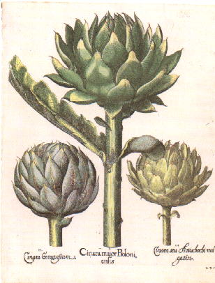 Artichoke