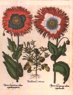 Poppy